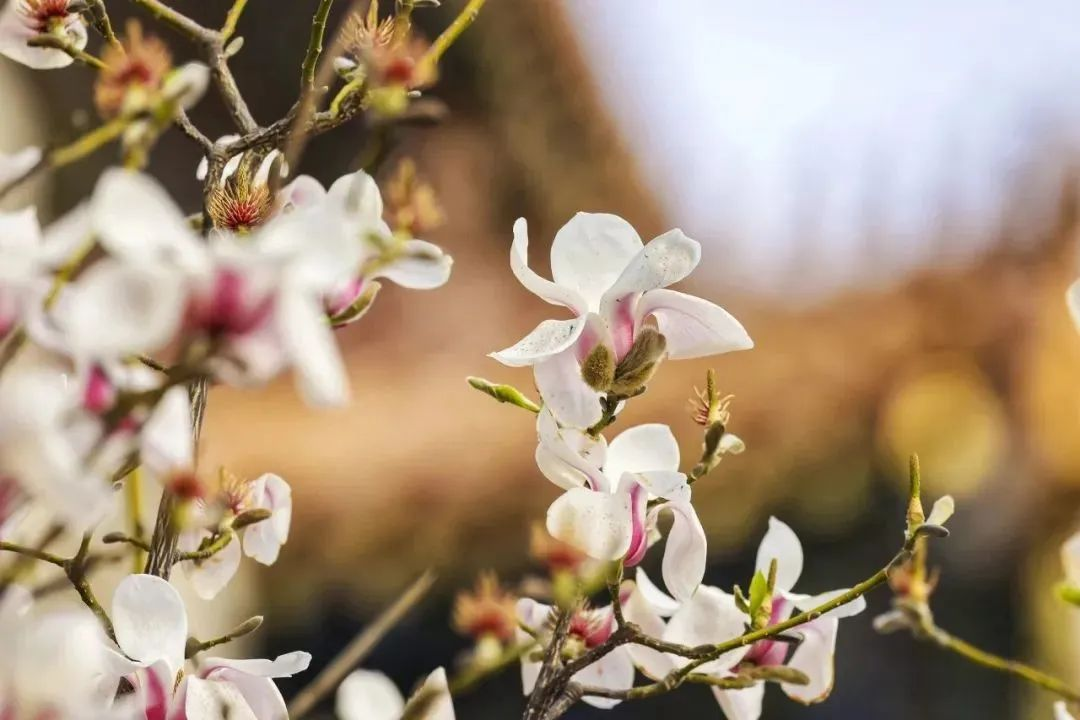 图片4.png 图片4.png