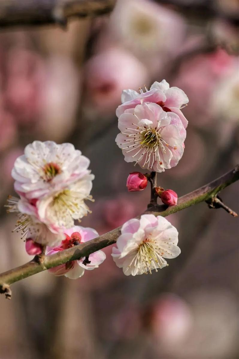 图片21.png 图片21.png