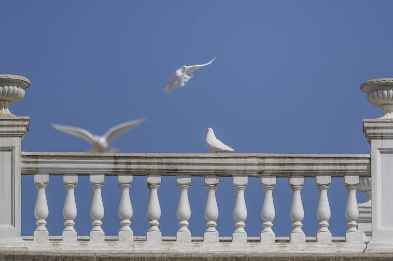 新京报记者 王子诚 摄 内容 800 .jpeg 新京报记者 王子诚 摄 内容 800 .jpeg