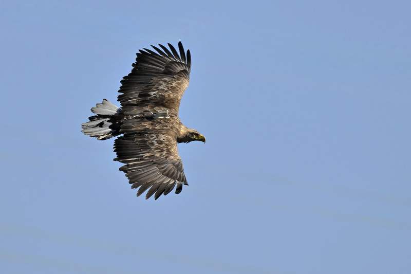 图片1 北京市园林绿化局供图.jpg 图片1 北京市园林绿化局供图.jpg