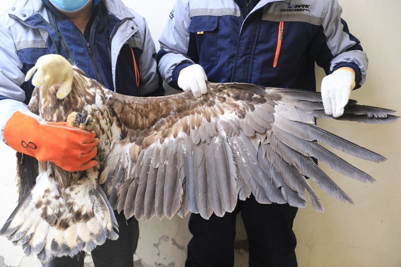 图片2 北京市野生动物救护中心供图.jpg 图片2 北京市野生动物救护中心供图.jpg