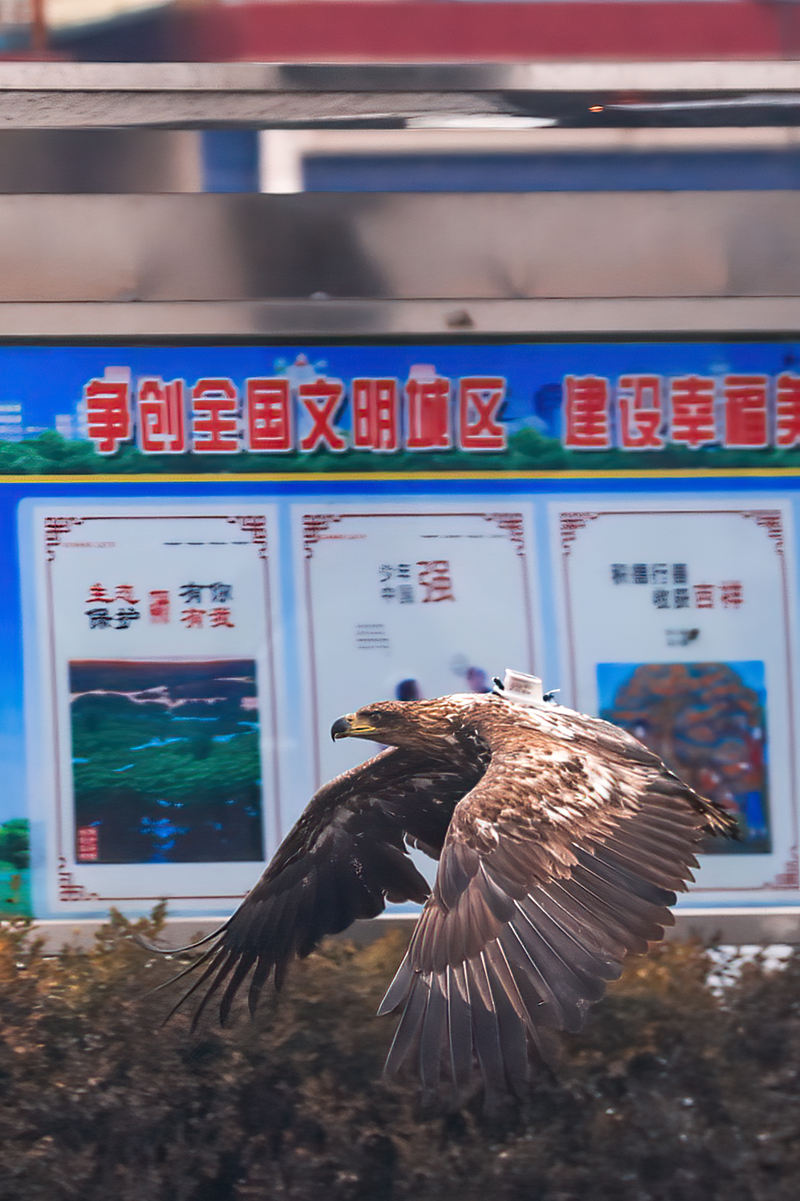 图片3 北京市园林绿化局供图.jpg 图片3 北京市园林绿化局供图.jpg