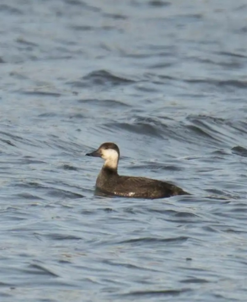 正文800.jpg 正文800.jpg