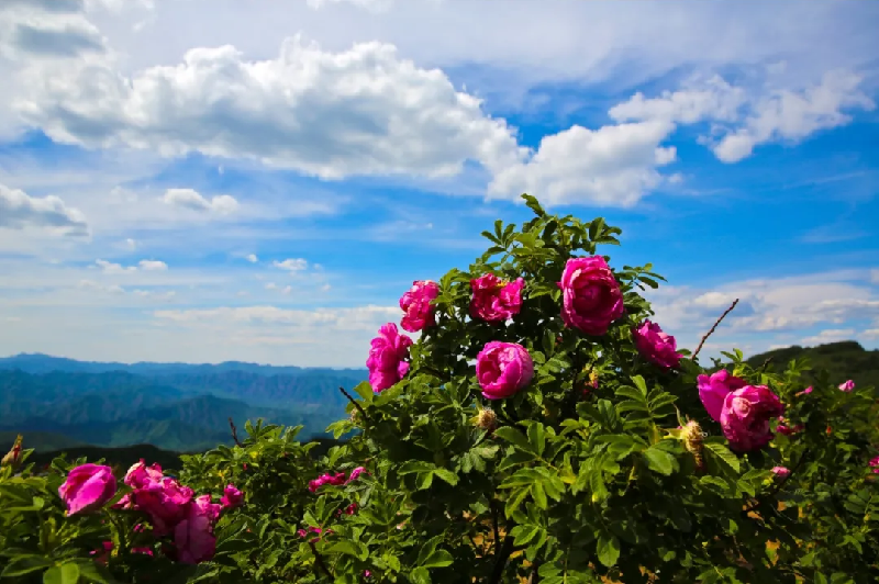 内文(来源:北京发布(微信公众号)).png 内文(来源:北京发布(微信公众号)).png