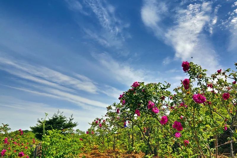 玫瑰庄园.jpg 玫瑰庄园.jpg