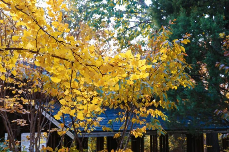 图片11-玉渊潭公园.png 图片11-玉渊潭公园.png