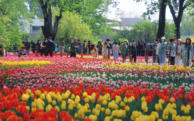国家植物园（北园）郁金香花海。北京市公园管理中心供图.png