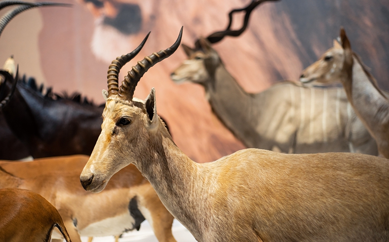 国家动物博物馆VCG 800.jpg