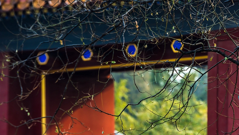 中山公园800 VCG.jpg